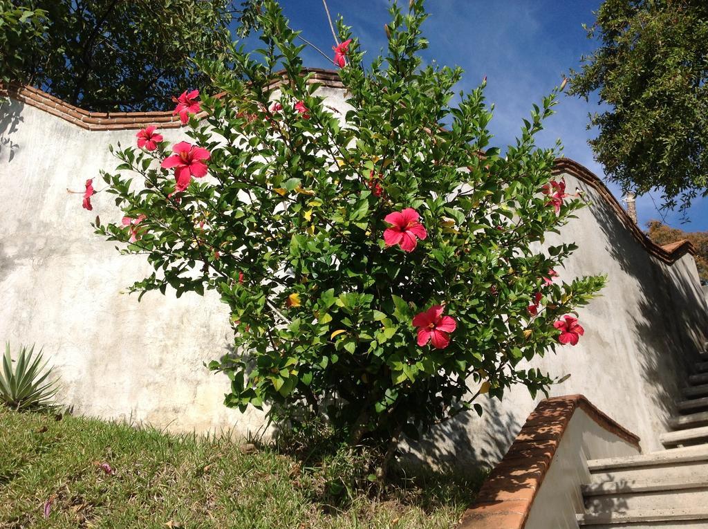 Hotel Casa Flor De Mar Zipolite Exterior foto